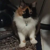 گربه ماده نژاد دی ال اچ واگذاری رایگان