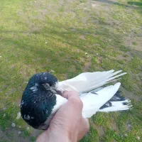 کبوتر پاکستانی اصل غریب دوپا حلقه