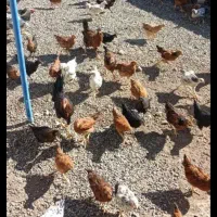 جوجه و خروس