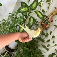 عروس هلندی نر|پرنده|کهریزک, |دیوار