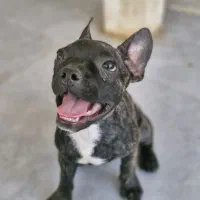 جفت فرنچ بولداگ اصیل ـآماده جفتگیری (18ماهه)|سگ|تهران, شهران شمالی|دیوار