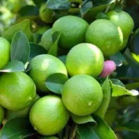 لیمو خارگی