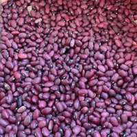 اجاره زمین وچاه کشاورزی