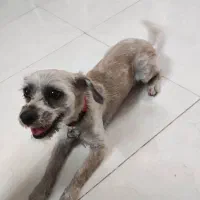 پاپی سگ بانمک و مهربون