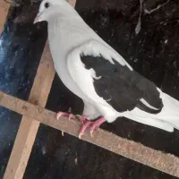 کبوتر پرشی|پرنده|رشت, یخسازی|دیوار