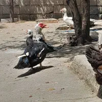 اردک خارجی نر