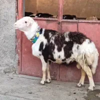 گوسفند
