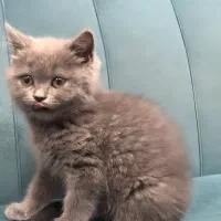 فروش گربه بریتیش|گربه|بندر ماهشهر, |دیوار