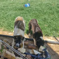 دو عدد سگ ذات دار دهن پاک