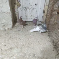 کفتر|پرنده|شیراز, گویم|دیوار