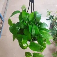 جویا کار هستم