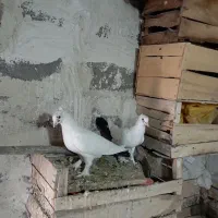 فورش کبوتر دم سیاه