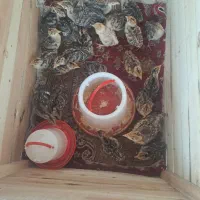 فروش جوجه بوقلمون