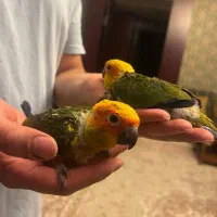 جوجه طوطی خورشیدی سانکانور