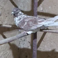 کبوتر پرشی|پرنده|قم, نخودی|دیوار