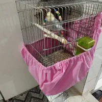 عروس هلندی یک سال خورده ای|پرنده|الیگودرز, |دیوار