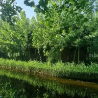 ویلای چوبی در آغوش سبز طبیعت|فروش خانه و ویلا|شاهین‌شهر, پاسداران|دیوار