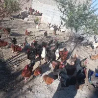 مرغ فقط ۶۰۰ خروس از ۷۰۰ به بالا
