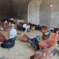 مرغ تخمگذار محلی و خروس|حیوانات مزرعه|تکاب, |دیوار