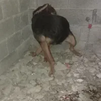 توله سگ روتوایلر نژاد دار ماده ۱۰ ماهه واکسن زده|سگ|خوش‌رودپی, |دیوار