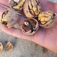 گردو تازه امسال|خوردنی و آشامیدنی|شاهین دژ, |دیوار