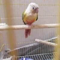 طوطی گرینچیک