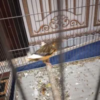 سهره و قناری|پرنده|شیراز, کوشک میدان|دیوار