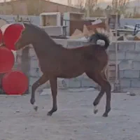 اسب مادیان و کره مادیان کرد