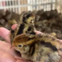 جوجه بلدرچین ۱روزه