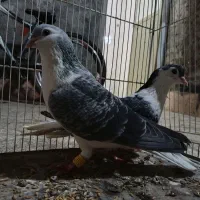 کفتر جفت تک مگسی رنگه با تخم قفس چوبی