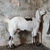 بز نجدی|حیوانات مزرعه|امیدیه, |دیوار