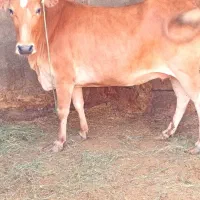 فروش گاو جرسی آبستن ۷ماه