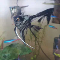 ماهی و گیاه آکواریومی|ماهی|سنندج, |دیوار