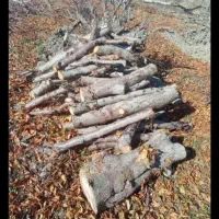 خریدارانواع چوب‌های شمارانقدی خریداریم