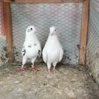 کبوتر تهرونی|پرنده|مشهد, ادیب نیشابوری (شهرک غرب)|دیوار