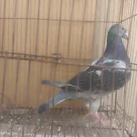 کبوتر|پرنده|بندر گناوه, |دیوار