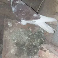 یک عدد کبوتر سوسکی رفته