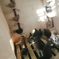 فروش چند عدد کلاغ دم سفید