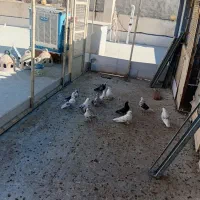 کفتر|پرنده|آبسرد, |دیوار