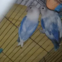 عروس . برزیلی .مرغ عشق انگلیسی فروشی