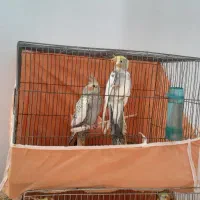 چهار عدد عروس مولد