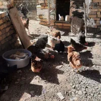 مرغ و خروس محلی