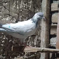 کبوتر|پرنده|بندر ترکمن, |دیوار