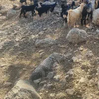 کهره نو جفتی 35کیلو