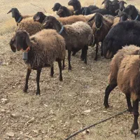 گوسفند قزل افشار ژندار همو و هترو افشار