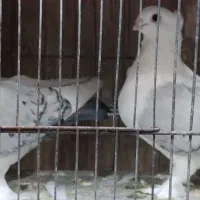 کبوتر صرب ، طاووسی ، سینه سیاه