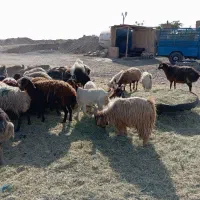 میش جوان معاوضه با ماشین|حیوانات مزرعه|محمدشهر, محمدشهر|دیوار