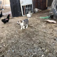 واگذار۳ تا توله ماده