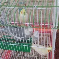 عروس هلندی نر