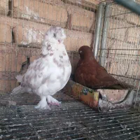 کبوتر زینتی لانگ فیس و تلسکوپی|پرنده|میمند, |دیوار